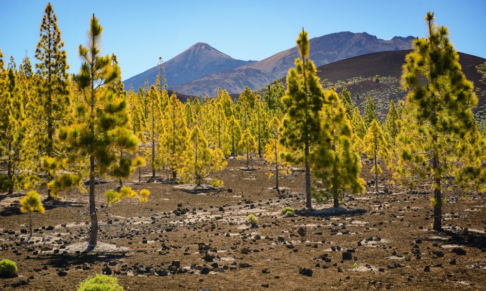Teide